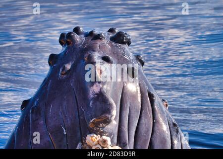 Sehr große Buckelwale spionieren auf Maui. Stockfoto