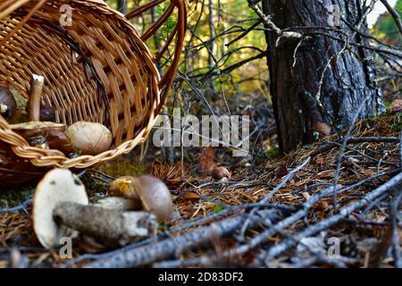 Ein kleiner Steinpilz, der in der Nähe eines Baumes im Wald wächst. Und einen verlassenen Korb mit essbaren Pilzen. Stockfoto