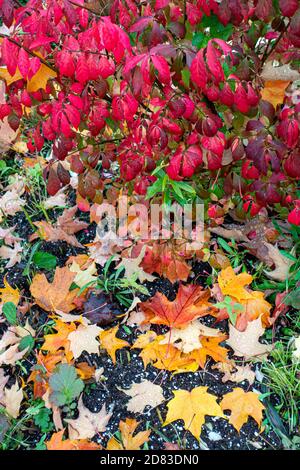 Gefallene Blätter und brennender Busch im Herbst Stockfoto