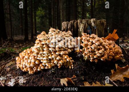 Schwefel tuft schöne Herbstpilze mit einer schönen Schwefelfarbe In einer großen Gruppe vor allem auf Baumstämmen in der Wald Stockfoto