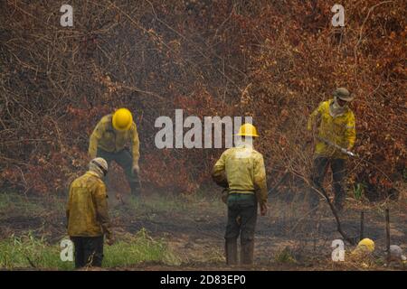 Feuerwehrleute kämpfen gegen das große Feuer im brasilianischen Pantanal Stockfoto