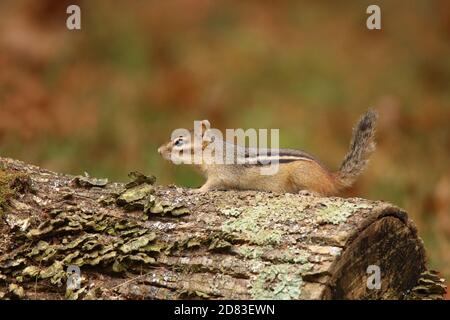 Eastern Chipmunk Tamias striatus ruht auf einem Baumstamm im Herbst Stockfoto