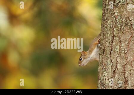 Ein rotes Eichhörnchen, das einen Baum mit einem Hintergrund hinunterklettert Von Herbstblättern Stockfoto