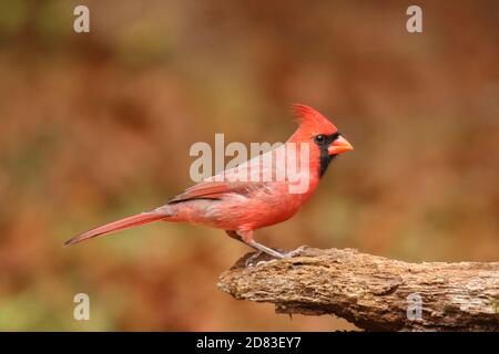 Männlicher Nordkardinale Cardinalis cardinalis auf einem Log-in Fallen Stockfoto