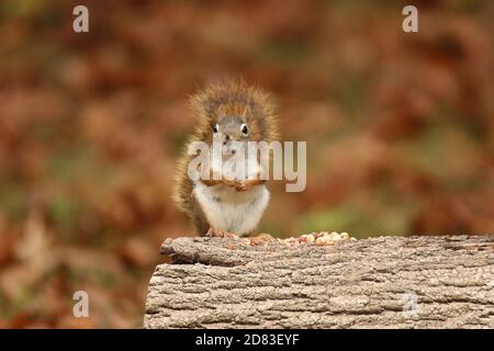 Kleines rotes Eichhörnchen Tamiasciurus hudsonicus sitzt auf einem Balken essen Erdnüsse Stockfoto