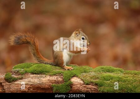 Das amerikanische rote Eichhörnchen Tamiasciurus hudsonicus sitzt auf einem massy-Baumstamm Essen Stockfoto