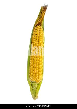 Zea mays. Reifer und frischer Mais auf dem Cob isoliert auf weißem Hintergrund. Stockfoto