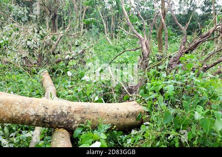 Entwurzelte und umgestürzte Bäume durch Taifun oder Tropensturm Quinta oder Molave Nachwirkungen in Batangas Provinz, Süd-Luzon, Philippinen. Stockfoto