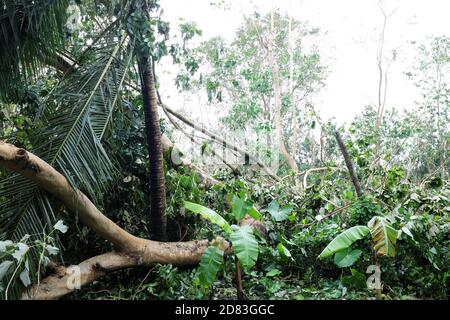 Entwurzelte und umgestürzte Bäume durch Taifun oder Tropensturm Quinta oder Molave Nachwirkungen in Batangas Provinz, Süd-Luzon, Philippinen. Stockfoto