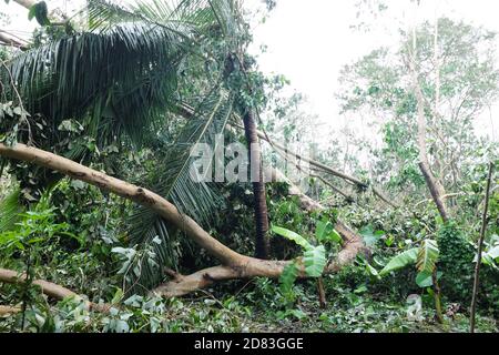 Entwurzelte und umgestürzte Bäume durch Taifun oder Tropensturm Quinta oder Molave Nachwirkungen in Batangas Provinz, Süd-Luzon, Philippinen. Stockfoto