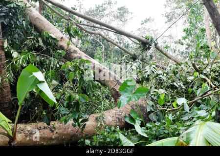 Entwurzelte und umgestürzte Bäume durch Taifun oder Tropensturm Quinta oder Molave Nachwirkungen in Batangas Provinz, Süd-Luzon, Philippinen. Stockfoto