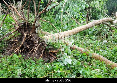 Entwurzelte und umgestürzte Bäume durch Taifun oder Tropensturm Quinta oder Molave Nachwirkungen in Batangas Provinz, Süd-Luzon, Philippinen. Stockfoto