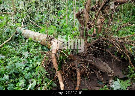 Entwurzelte und umgestürzte Bäume durch Taifun oder Tropensturm Quinta oder Molave Nachwirkungen in Batangas Provinz, Süd-Luzon, Philippinen. Stockfoto