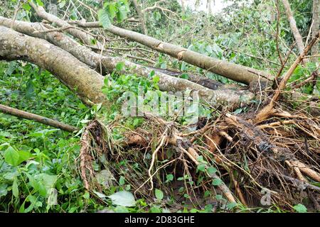 Entwurzelte und umgestürzte Bäume durch Taifun oder Tropensturm Quinta oder Molave Nachwirkungen in Batangas Provinz, Süd-Luzon, Philippinen. Stockfoto
