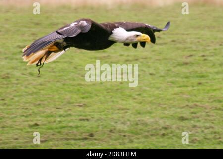 Weißkopfseeadler schwebt im Flug Stockfoto