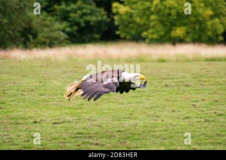 Weißkopfseeadler schwebt im Flug Stockfoto