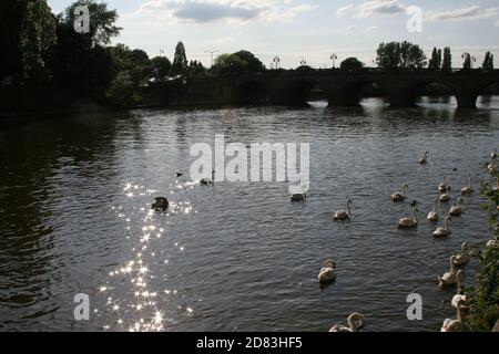 Schwäne am Fluss Stockfoto