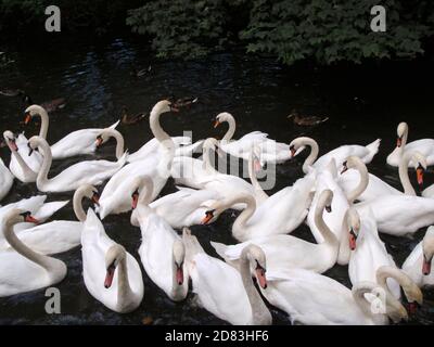 Schwäne in Windsor England Stockfoto