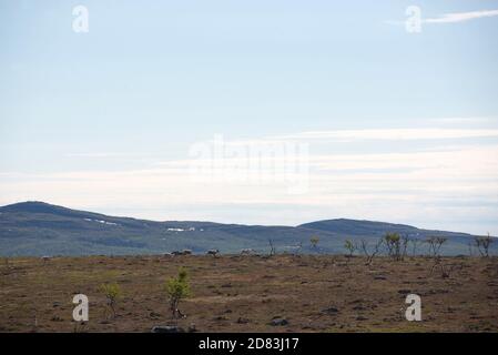 Eine Rentierherde, die einen Berg in Finnisch-Lappland überquert Stockfoto