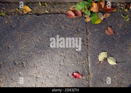 Echter Herbst-Hintergrund: Gelb gefallene Blätter, Lärchennadel, Zapfen auf grauem Pflaster. Herbstsaison Muster. Speicherplatz kopieren Stockfoto