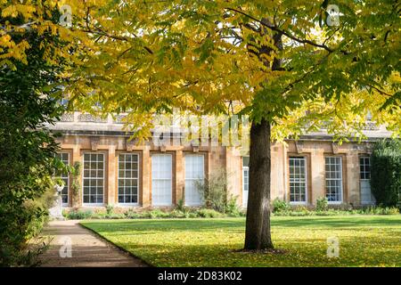 Gymnocladus dioicus. Kentucky Kaffeetree im Herbst in den Oxford Botanic Gardens. Oxfofdshire, England Stockfoto