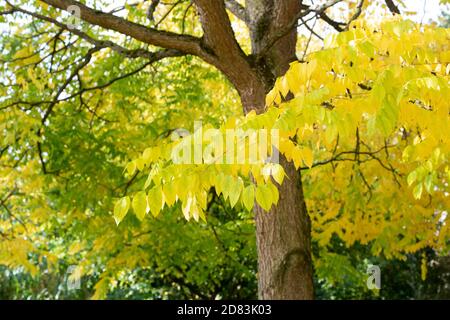 Gymnocladus dioicus. Kentucky Kaffeetree im Herbst in den Oxford Botanic Gardens. Oxfofdshire, England Stockfoto