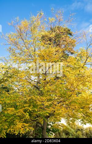 Gymnocladus dioicus. Kentucky Kaffeetree im Herbst in den Oxford Botanic Gardens. Oxfofdshire, England Stockfoto