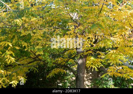 Gymnocladus dioicus. Kentucky Kaffeetree im Herbst in den Oxford Botanic Gardens. Oxfofdshire, England Stockfoto