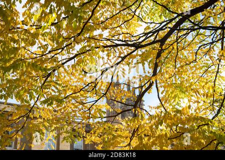 Gymnocladus dioicus. Kentucky Kaffeetree im Herbst in den Oxford Botanic Gardens. Oxfofdshire, England Stockfoto