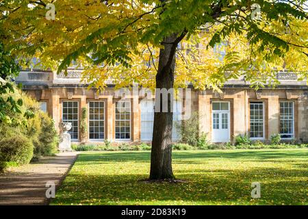 Gymnocladus dioicus. Kentucky Kaffeetree im Herbst in den Oxford Botanic Gardens. Oxfofdshire, England Stockfoto