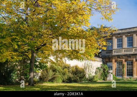 Gymnocladus dioicus. Kentucky Kaffeetree im Herbst in den Oxford Botanic Gardens. Oxfofdshire, England Stockfoto