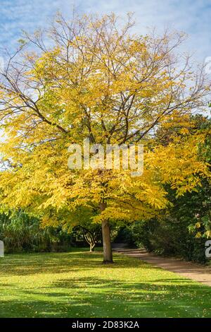 Gymnocladus dioicus. Kentucky Kaffeetree im Herbst in den Oxford Botanic Gardens. Oxfofdshire, England Stockfoto