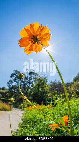 Blick nach oben auf eine schöne gelbe Cosmos (Cosmos sulfureus) Blume gegen leuchtend blauen, sonnigen Himmel, im Garten. Stockfoto