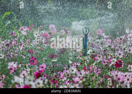 Sprinkler (Springer) gießt eine Vielzahl von schönen wachsenden Blumen im Garten. Stockfoto