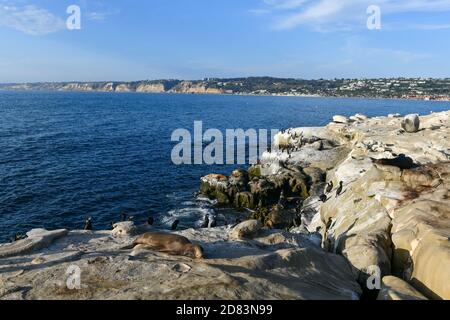 Kalifornien Seelöwen auf den Felsen am La Jolla Cove, San Diego, Kalifornien Stockfoto