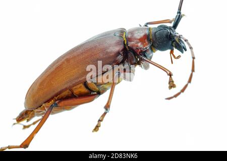 Dies ist ein titan Käfer oder Käfer Titan oder Longhorned Käfer aus Thailand aufgenommen, isoliert. Stockfoto