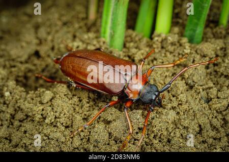 Dies ist ein titan Käfer oder Käfer Titan oder Longhorned Käfer, der Käfer, der die Rohrwurzel des Bauern in thailand zerstört, aber es kann gegessen werden Stockfoto