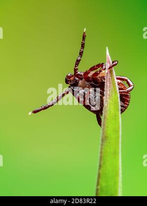 Enzephalitis Tick Insekt kriecht auf grünem Gras. Enzephalitis Virus oder Lyme-Borreliose Infektiöse Dermacentor Tick Arachnid Parasit Makro. Stockfoto