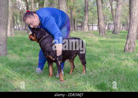 Teil 2 von 5. Außenstanz-Training für Rottweiler Hund. Erwachsene Frau in blau Trainingsanzug setzt Vorderpfoten des Haustieres. Vorbereitung auf Hundeausstellung Stockfoto