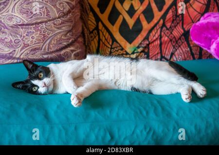 Weiße und schwarze Katze liegt auf einem Sofa Stockfoto