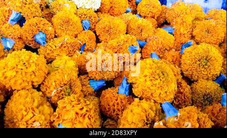 Ringelblume Blumen Draufsicht isoliert im Bündel auf dem Display Stockfoto
