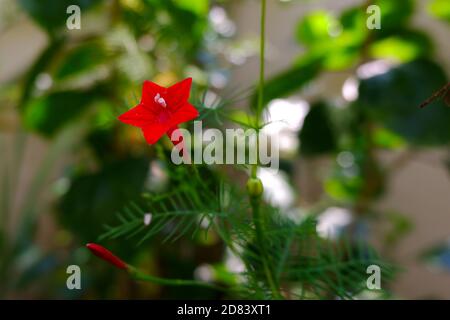 Eine Nahaufnahme der roten Zypressenrebe (Ipomoclit-Art) Blume & Knospen isoliert auf Pflanze im Garten Stockfoto