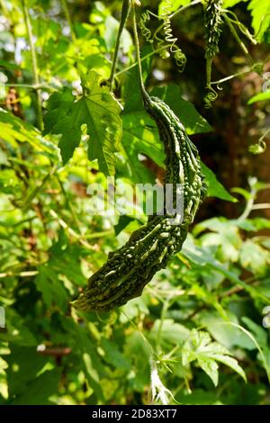 Ein Schuss von grünen frischen bitteren Kürbis isoliert auf Pflanze Im Garten Stockfoto