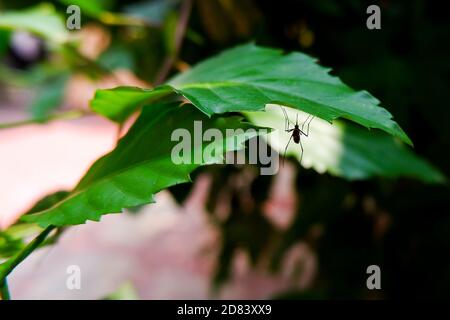 Ein langer Schuss von Moskito isoliert auf grünen Blättern auf Garten Stockfoto