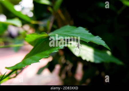 Ein Schuss von Moskito isoliert auf grünen Blättern im Garten Stockfoto