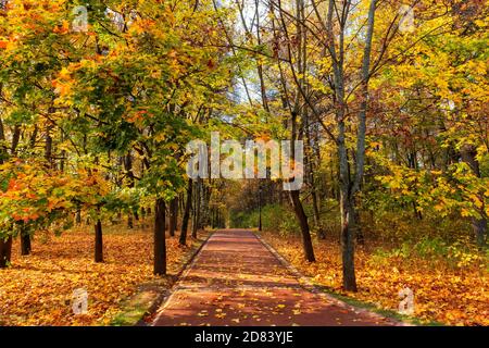 Herbstallee in einem Park mit bunten Blättern Stockfoto