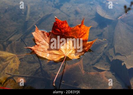 Herbst Ahornblatt schwimmend auf dem Herbstteich. Stockfoto