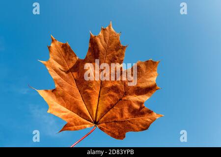 Herbst Ahornblatt Stockfoto