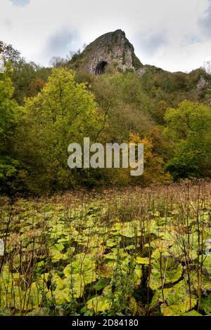 Großbritannien, England, Staffordshire, Moorlands, Wettonmill, mannigfaltiges Tal, Thor's Cave auf Kalksteinfelsen Stockfoto