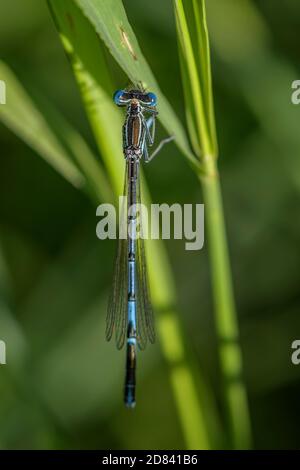 Weiße Damselfliege - Platycnemis pennipes, schöne Libelle aus europäischem Schilf, Sümpfen und Süßwasser, Fluss Morava, Tschechische Republik. Stockfoto